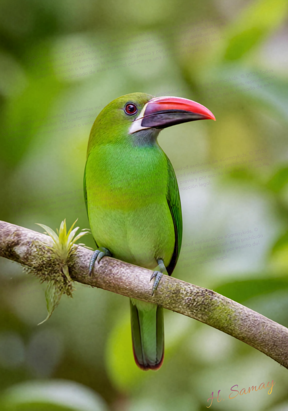 Majestad Esmeralda, ave verde con pico rojo sobre una rama